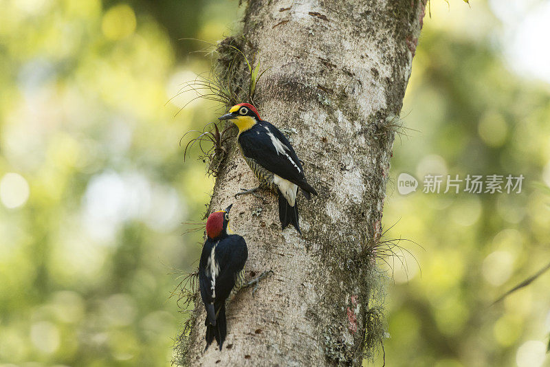 黄额啄木鸟(Melanerpes flavifrons)